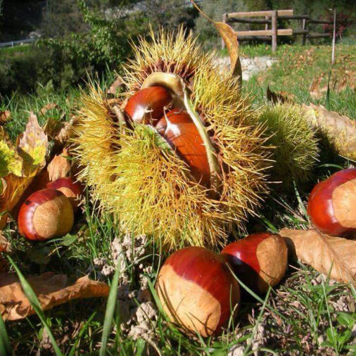 castagne con riccio